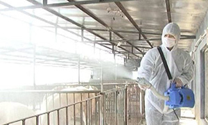 ɱ������